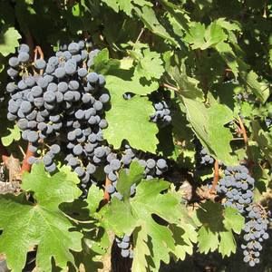 Meet your Posher, Laurie